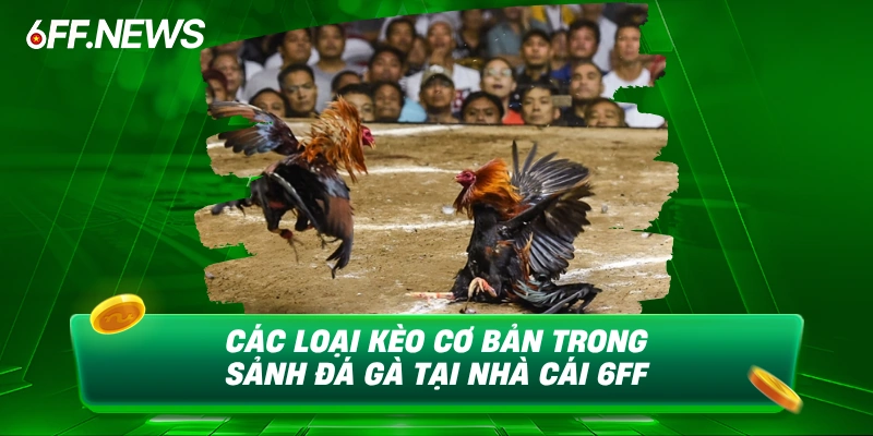 Các loại kèo cơ bản trong sảnh đá gà tại nhà cái 6FF